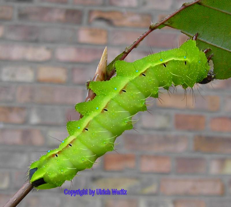 SATURNIIDAE World Homepage für den Saturniidenfreund